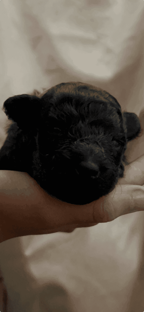 Rare! AKC champion Puli puppies for sale image 5