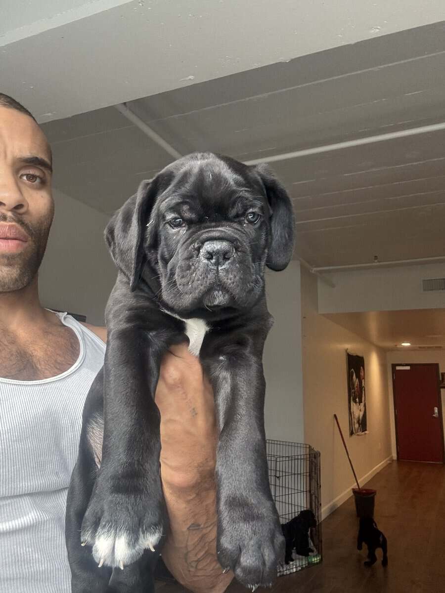 Cane Corso image 1