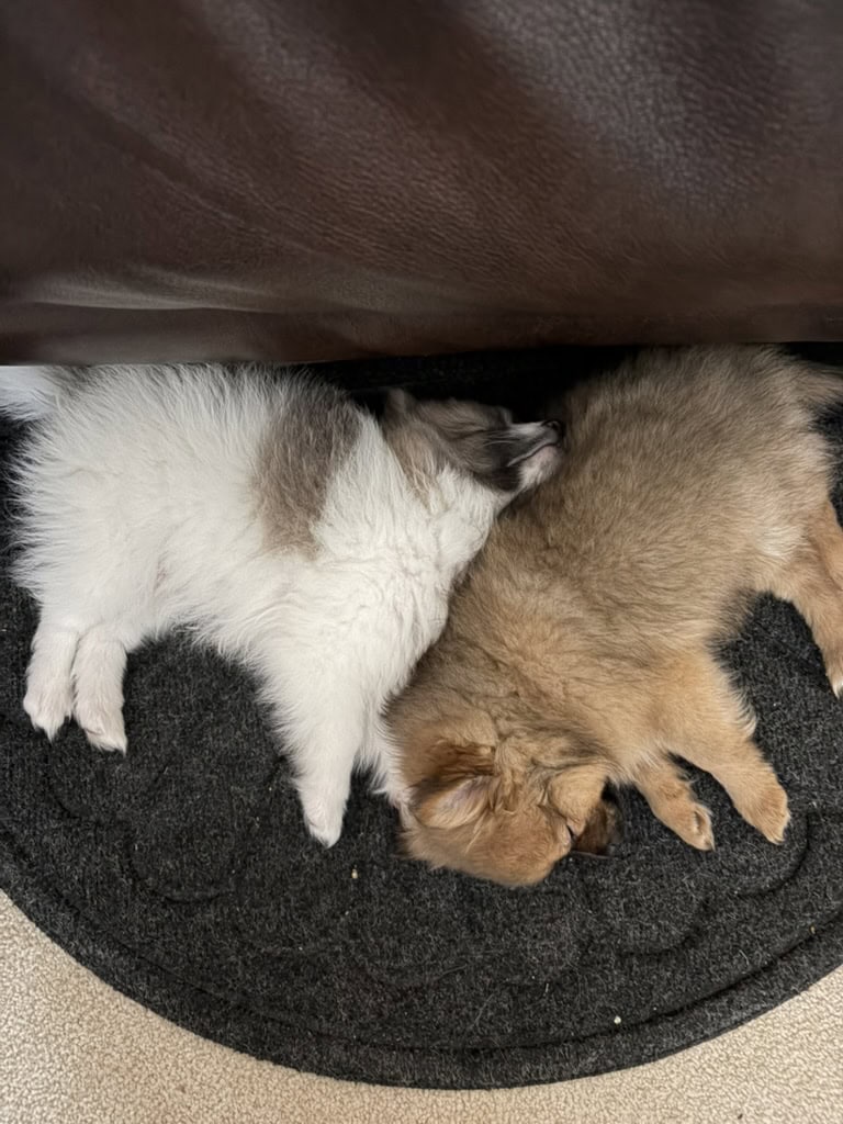 Pomeranian Puppies 10 weeks old image 4