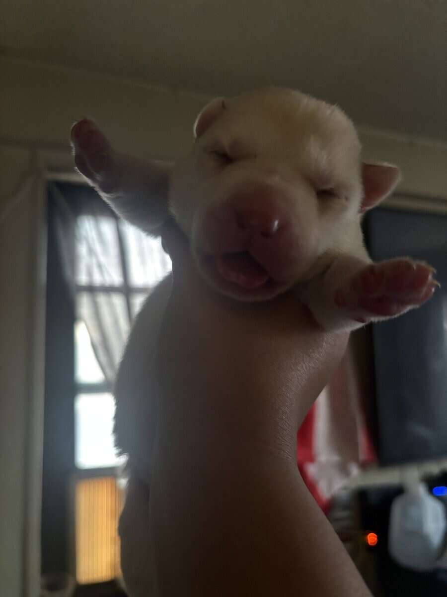 Alaskan Husky puppies image 4