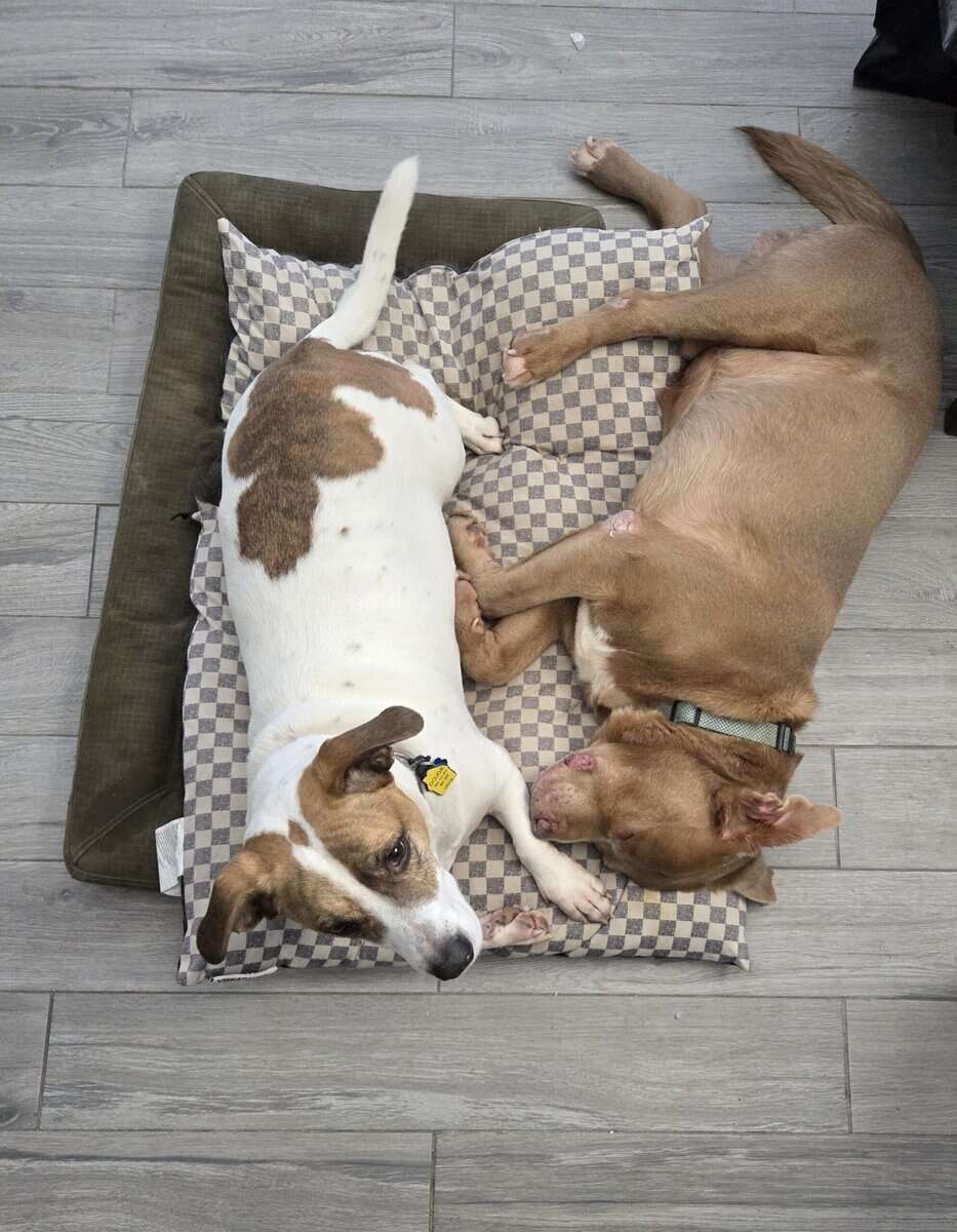 Loving Older Dog image 3