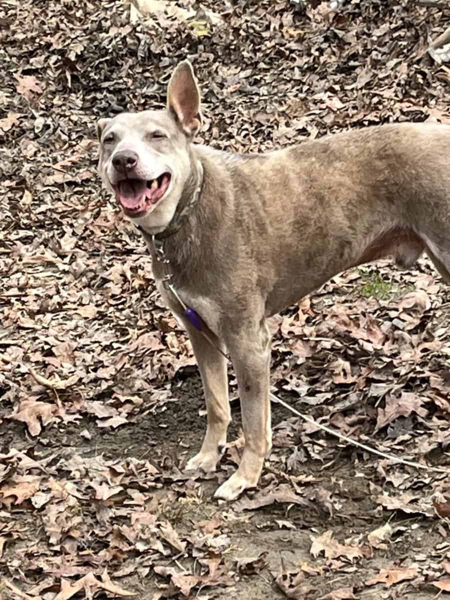 Gunter needs a home ASAP image 1