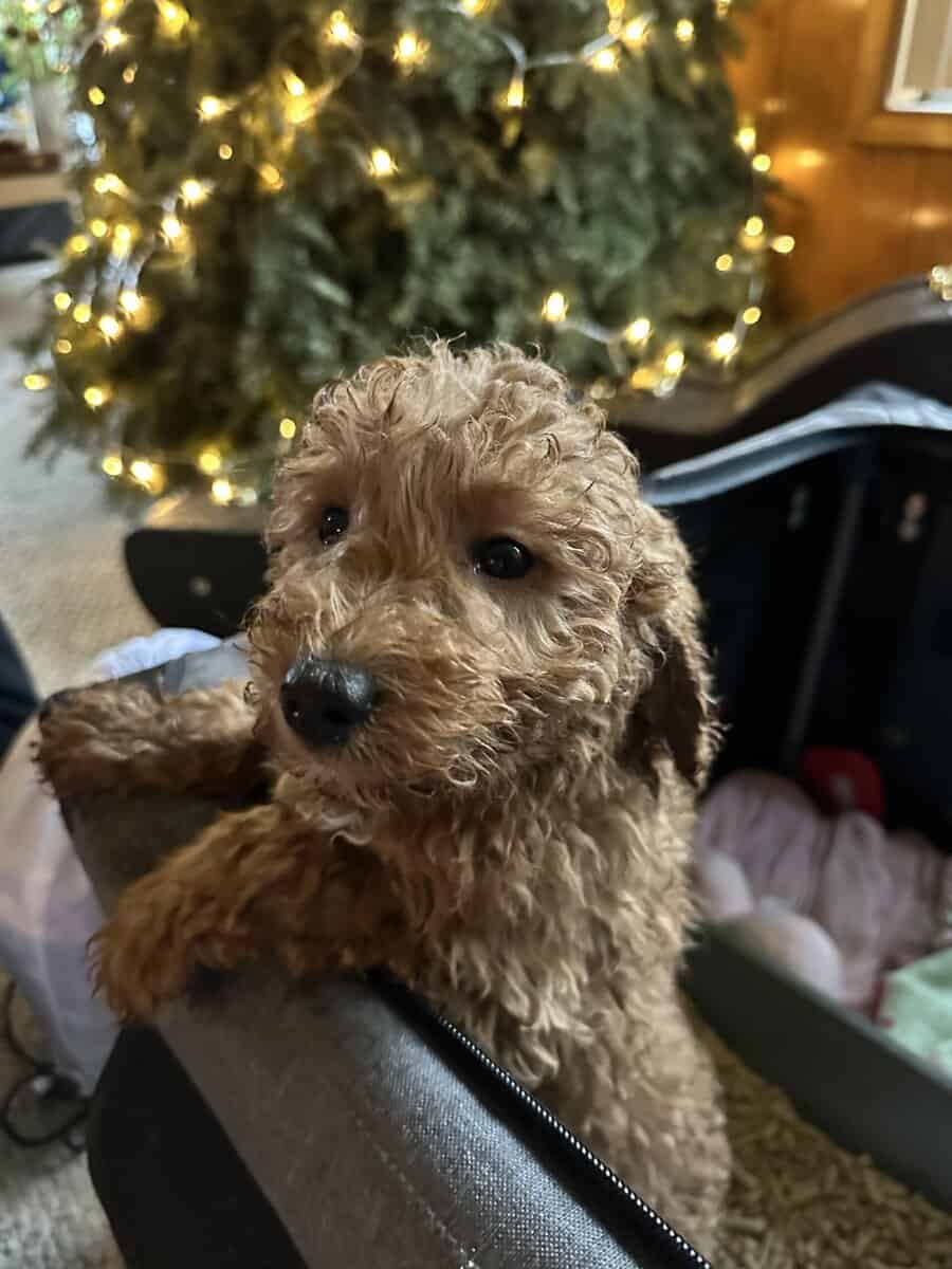 Goldendoodle puppies- 9 weeks old image 1