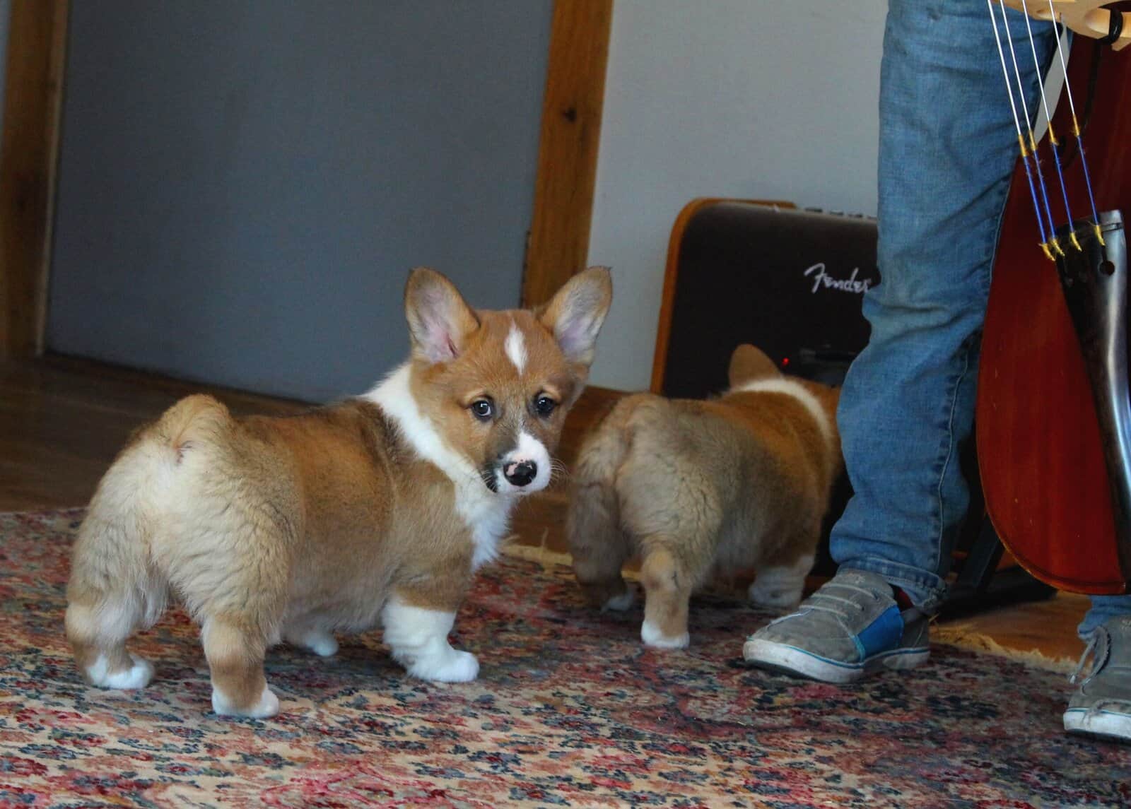 Johnny - Pembroke Welsh Corgi Puppy image 3