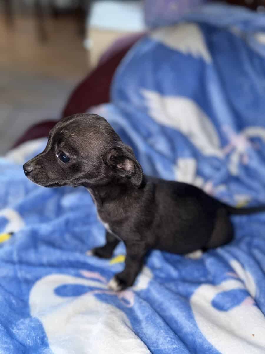 Chihuahua puppies image 4