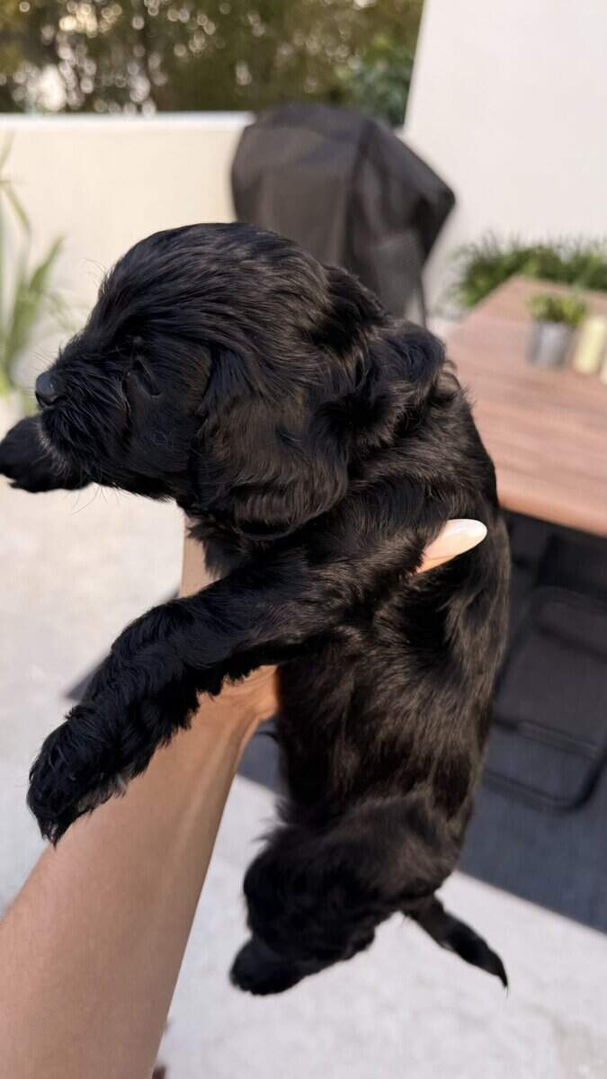 Theo Toy image 4