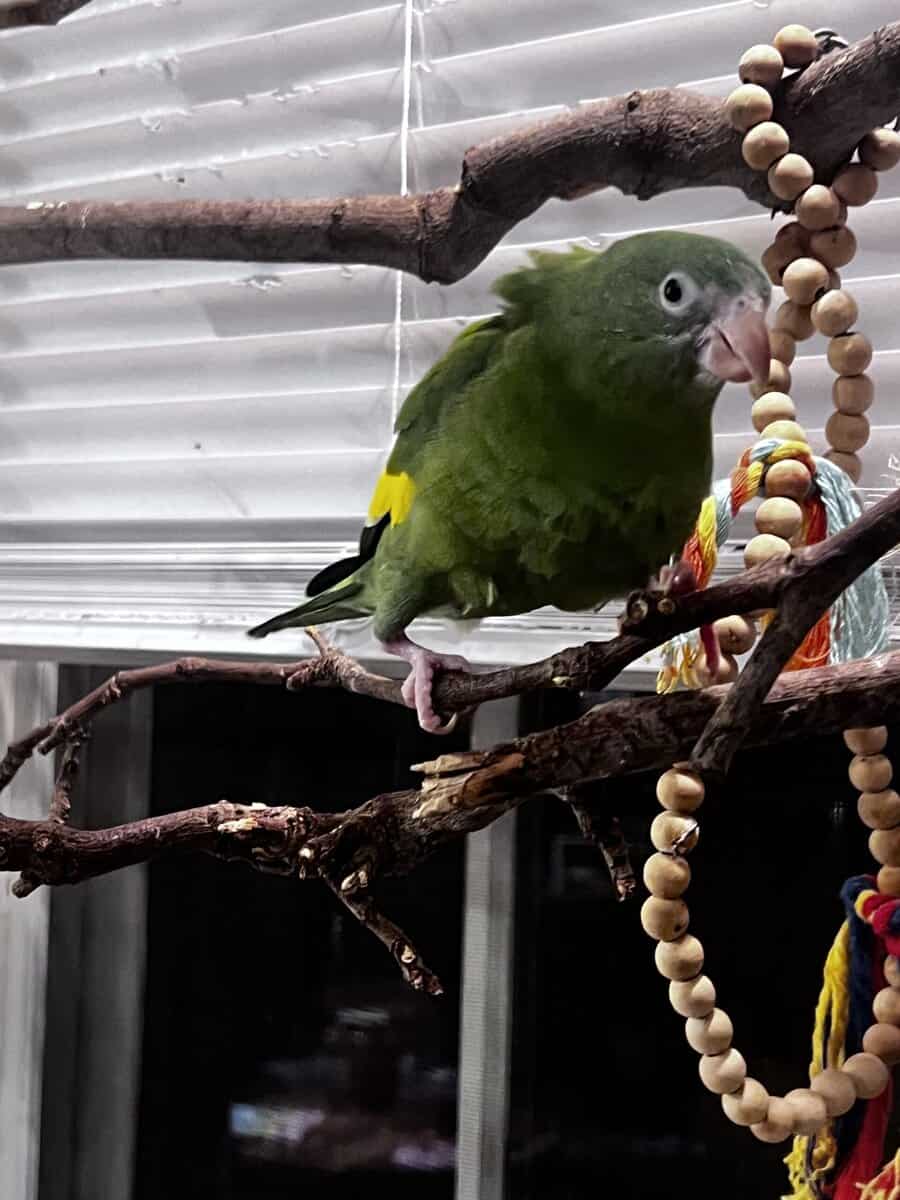 Green conour image 3