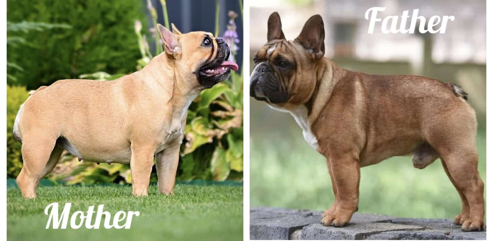 European Champion blood line French bulldog image 2