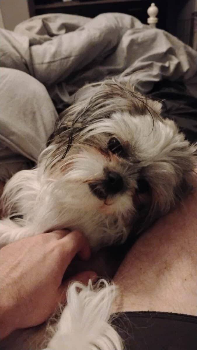 Shih Tzu For Sale image 1