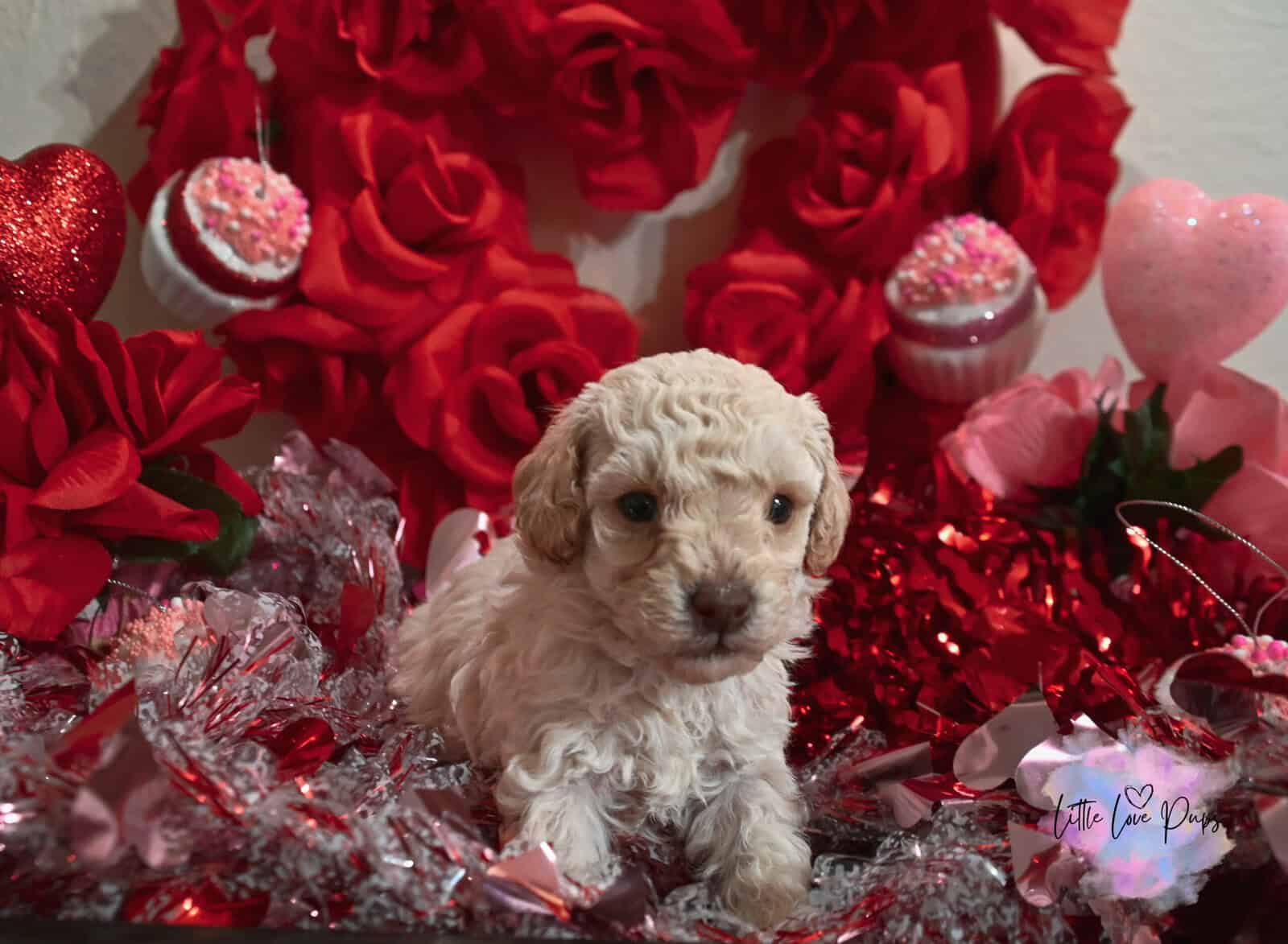 Toy Poodles image 5