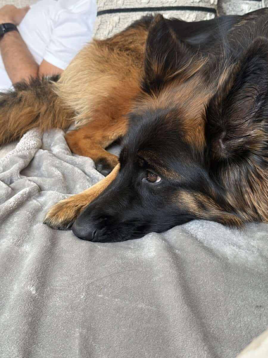 Purebred Champion German Shepherd image 17
