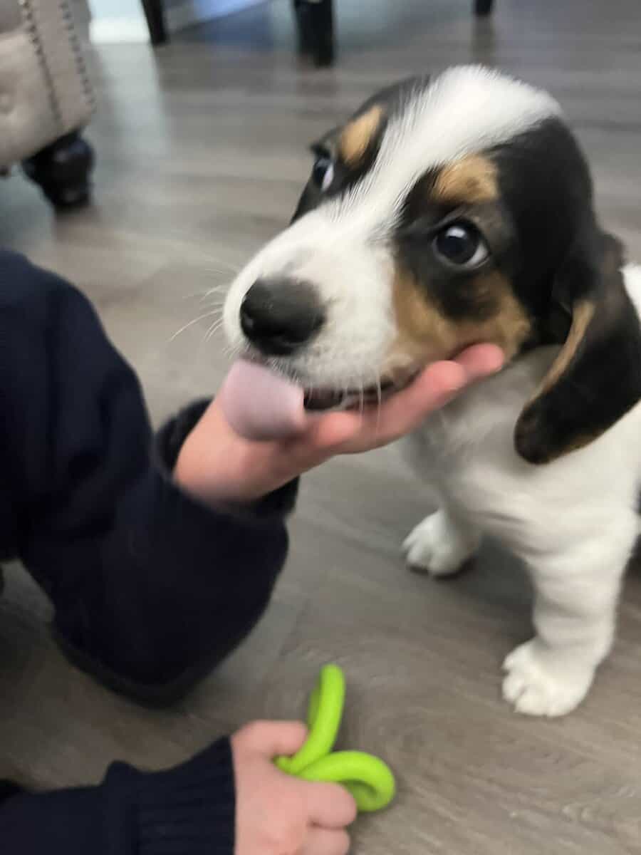 8wk old Beagle Mix puppies image 3