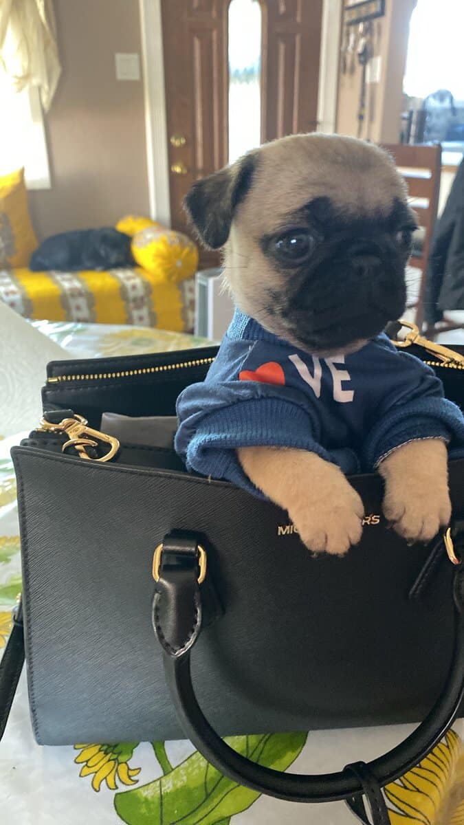 Female pug image 4