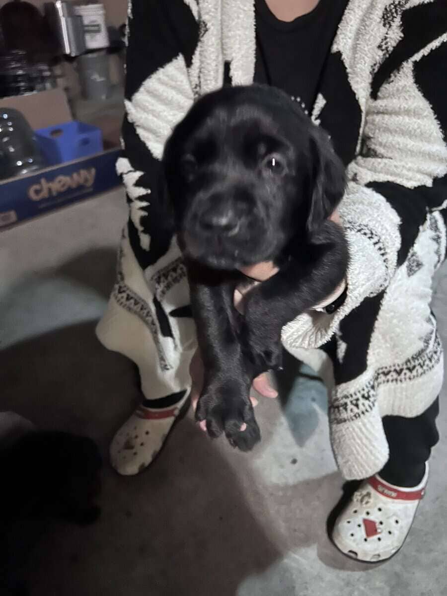 AKC lab puppies image 7