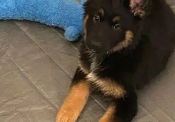 German shepherd