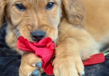 Golden Retriever Puppy 3