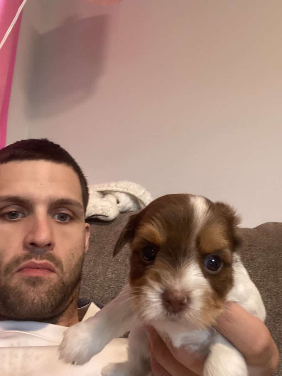 Yorkies puppy's ready image 9