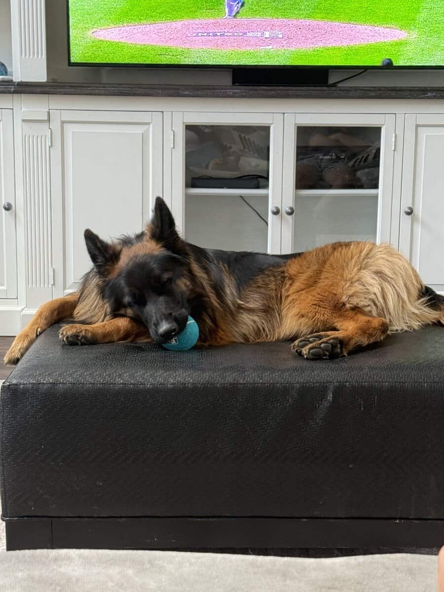 Purebred Champion German Shepherd image 6