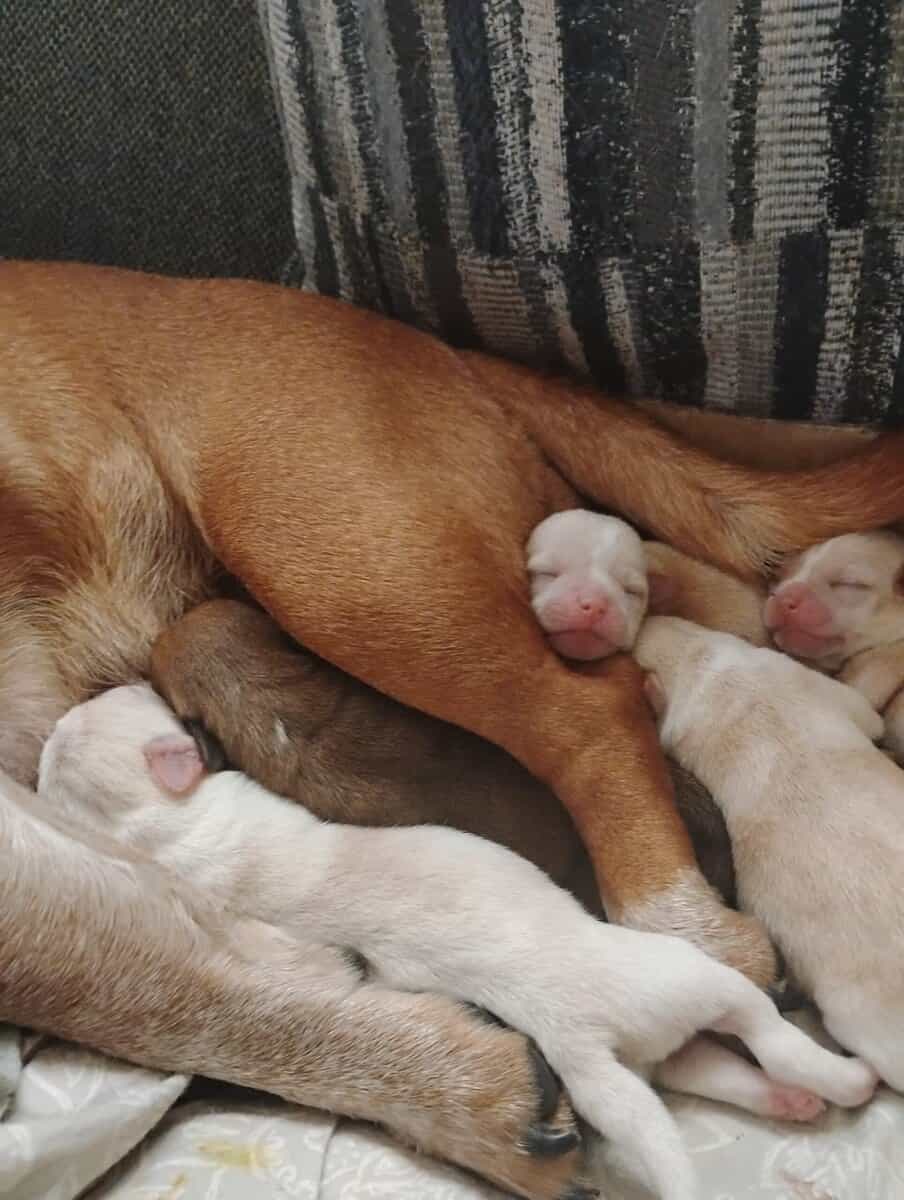 4 Chug puppies for sale $300 image 5