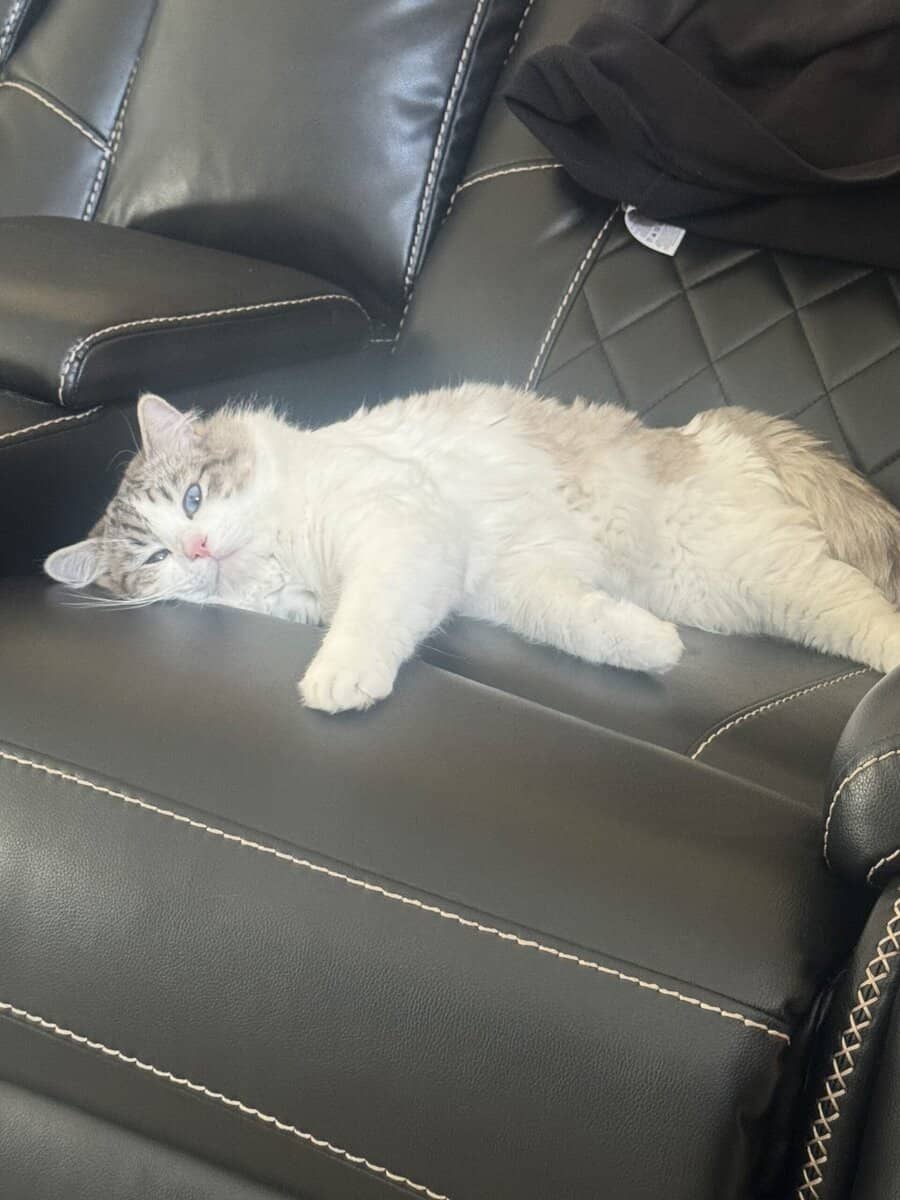 Purebred Ragdoll Cats for Sale – Kitten ($700) & A image 11