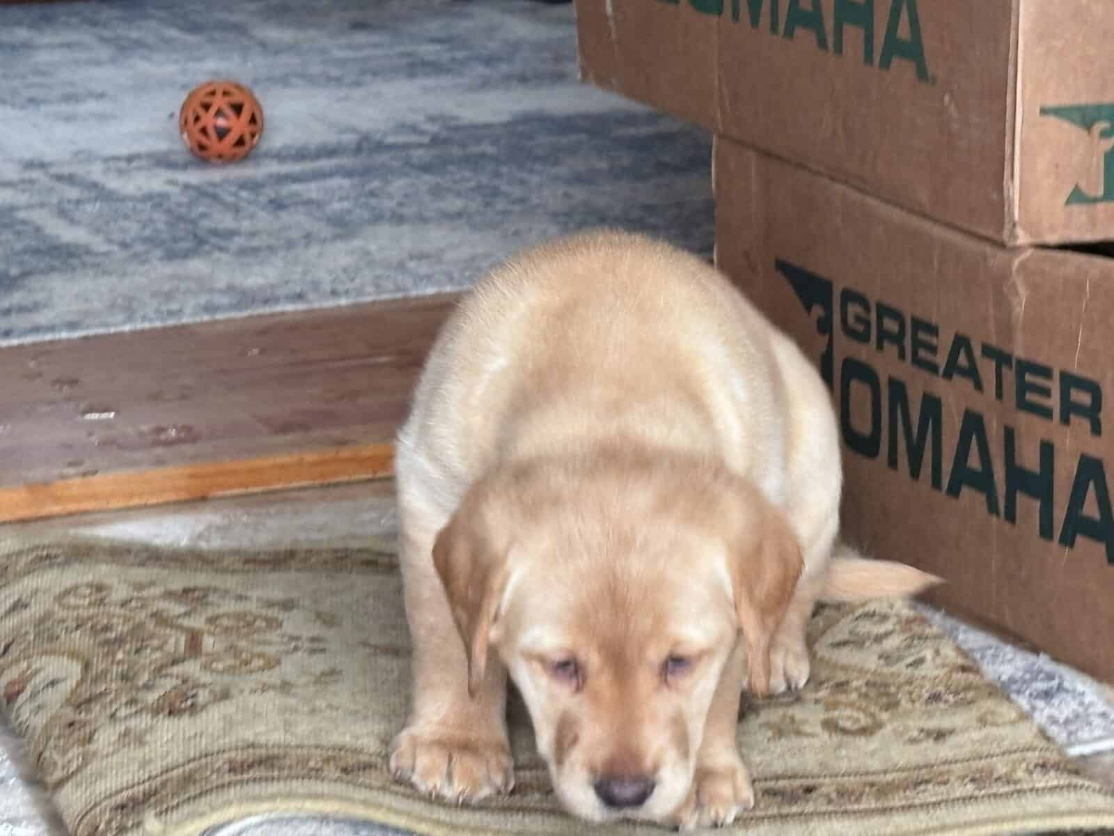 Lab puppies for sale image 9