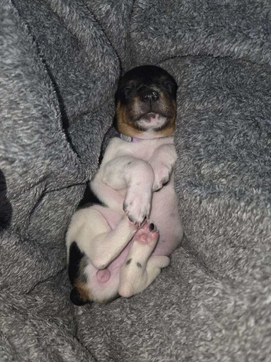 Rat Terrier Puppies image 6