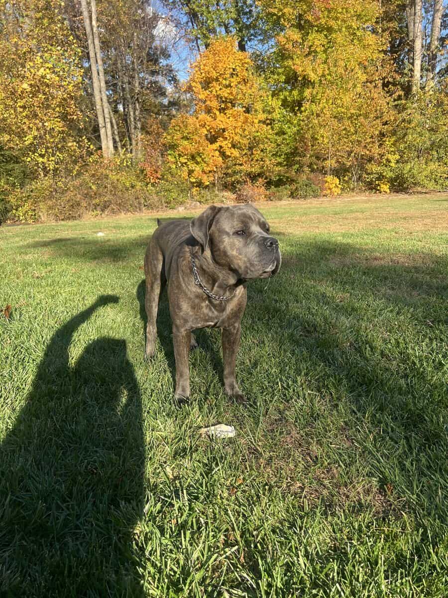 Pure Bred Cane Corso- Perfect Fit for your Family image 1