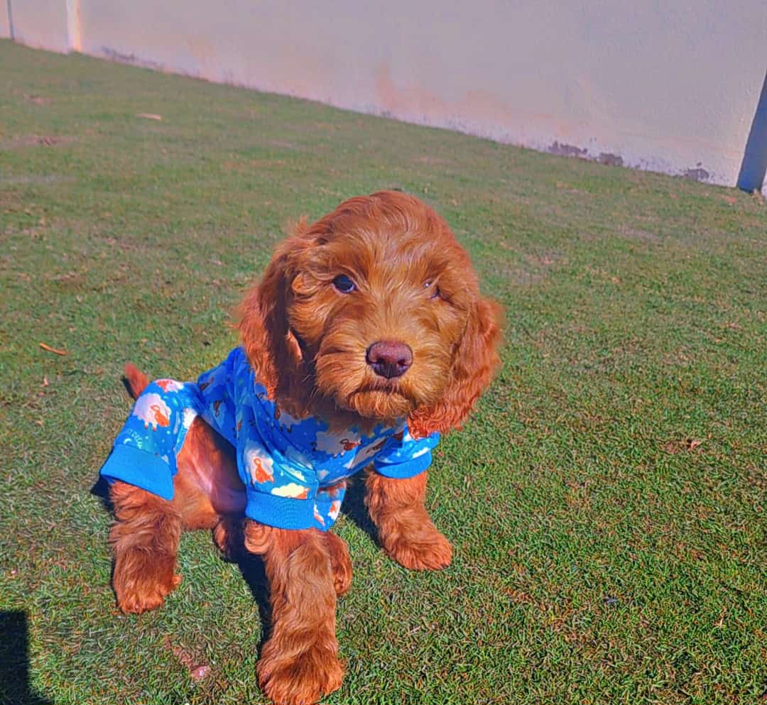 Goldendoodle image 1
