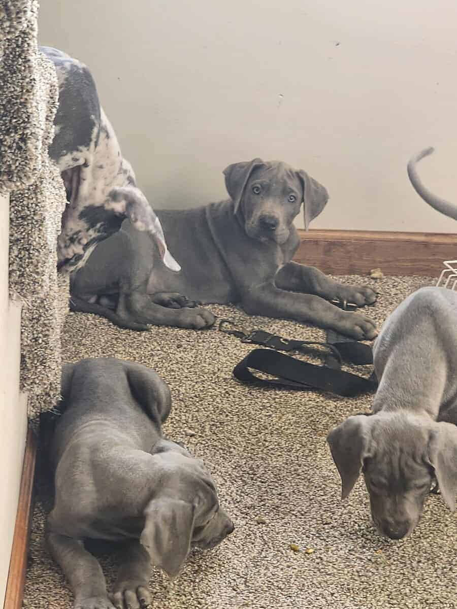 Great Dane puppies image 9