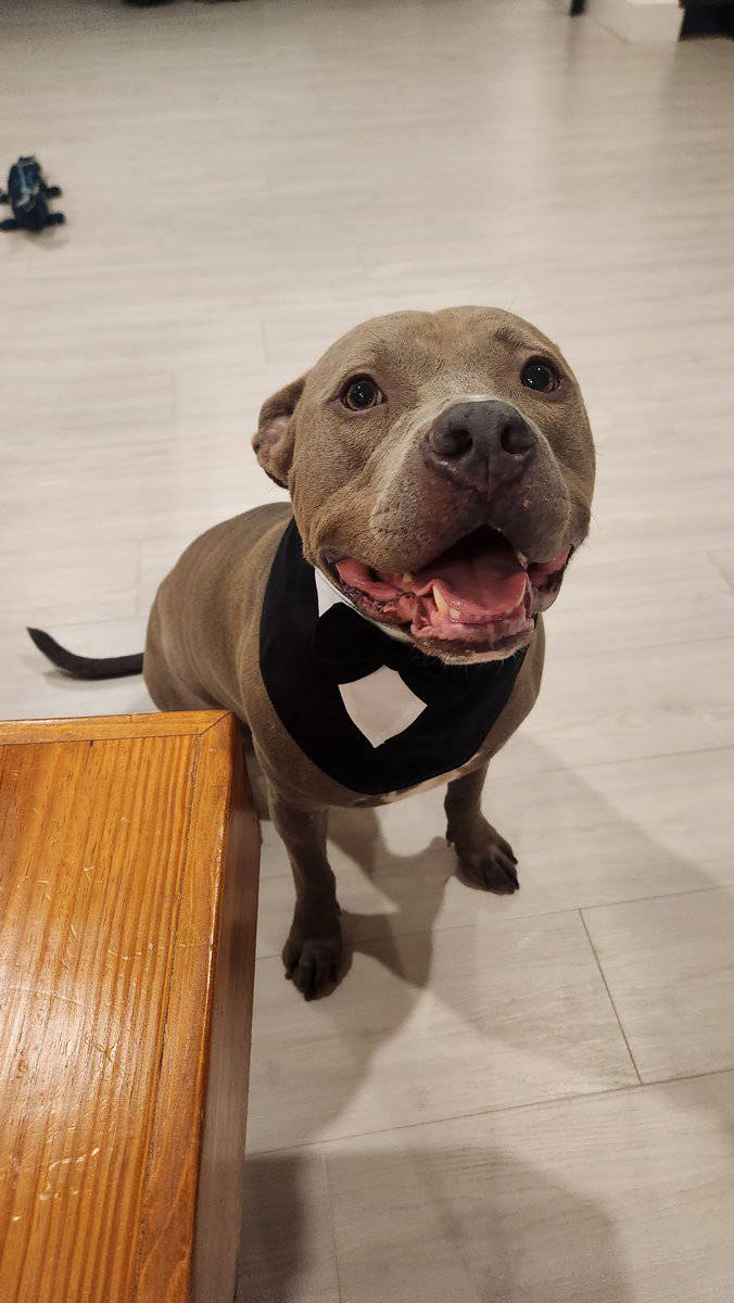 Loving Pitbull with seperation anxiety. image 2