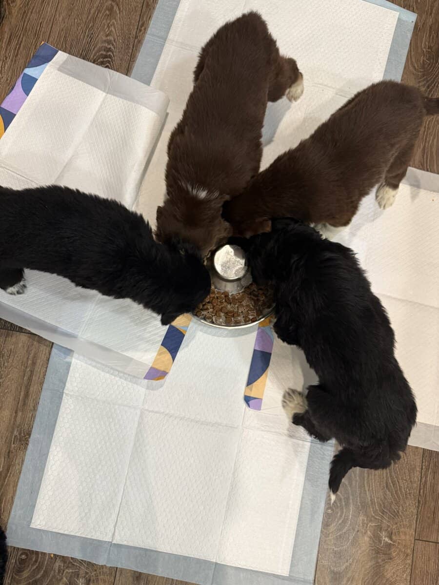 Puppies Needing Their Forever Homes! image 2