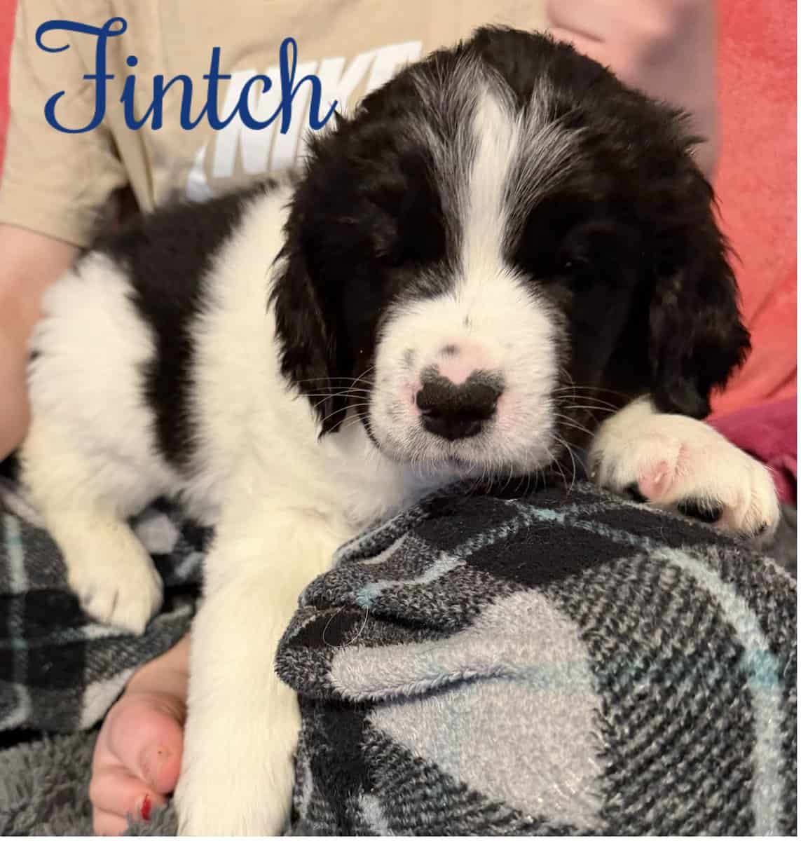 Newfoundland Puppies | Upstate Newyork image 6