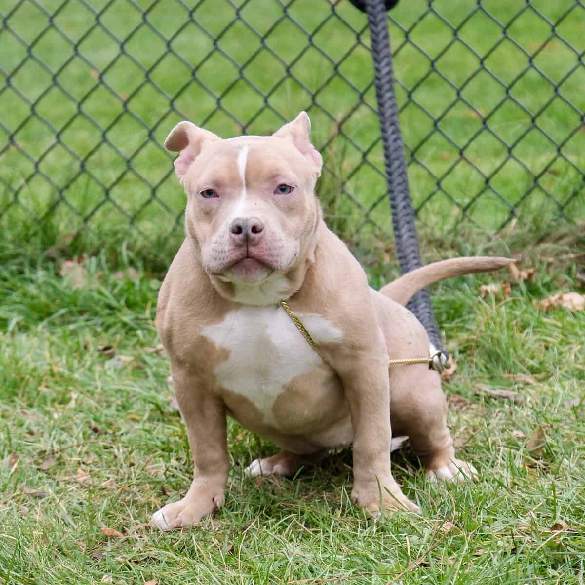 American bully puppy image 5