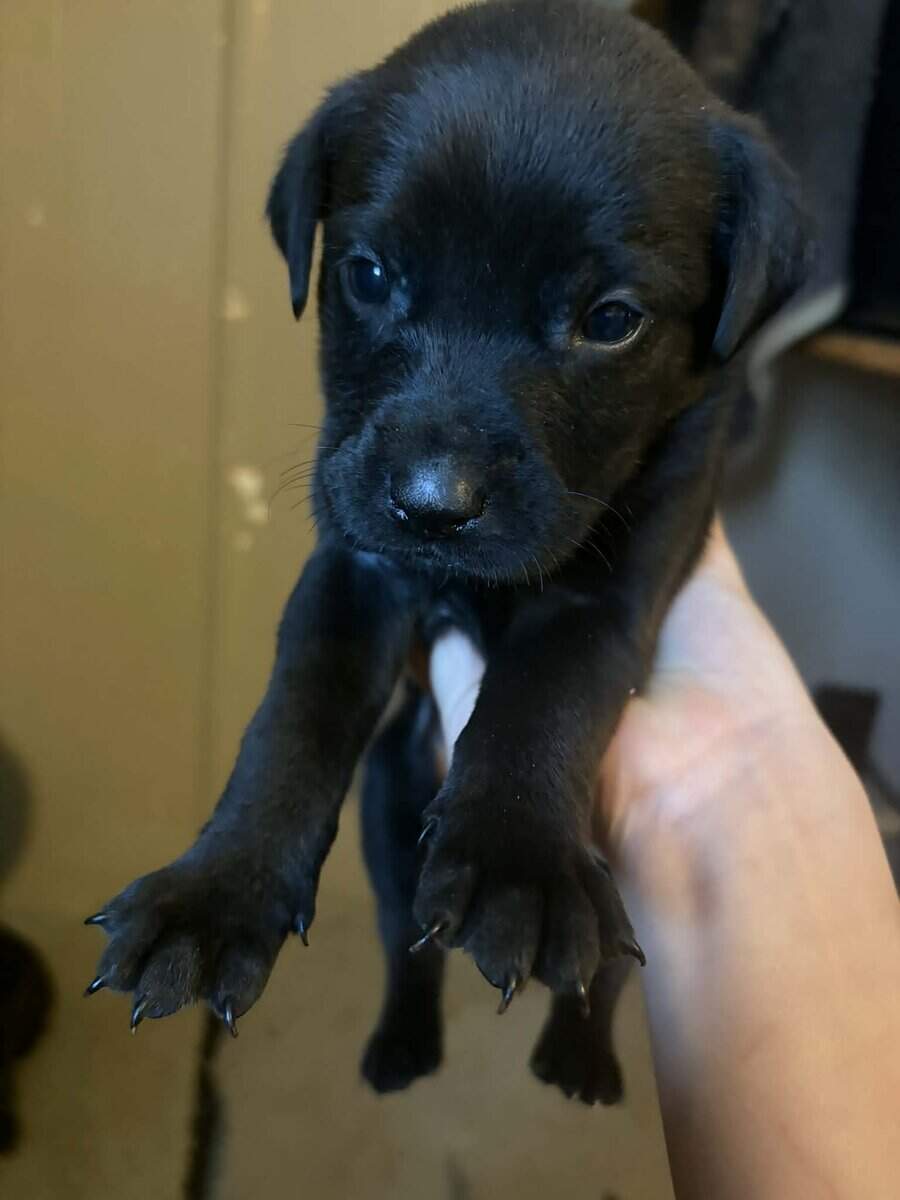 Black lab mix puppies image 12