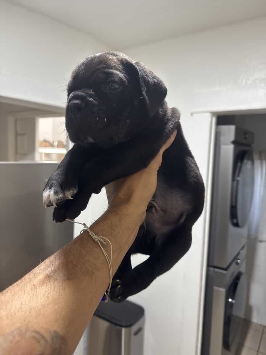 Cane Corso Pup image 3
