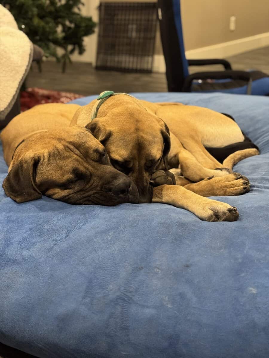 English mastiff puppies image 6