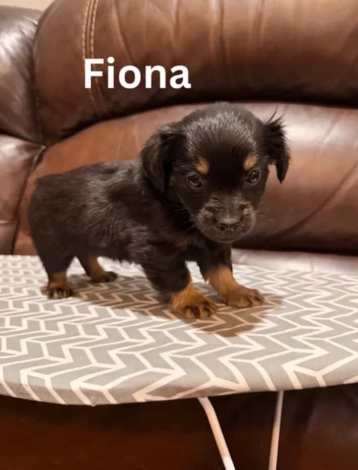7 weeks old chiweenie puppy image 1