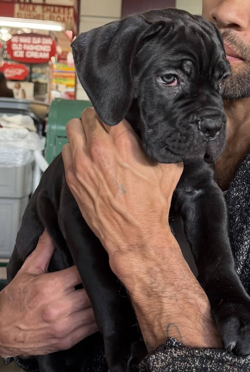 Cane Corso puppies for sale image 4