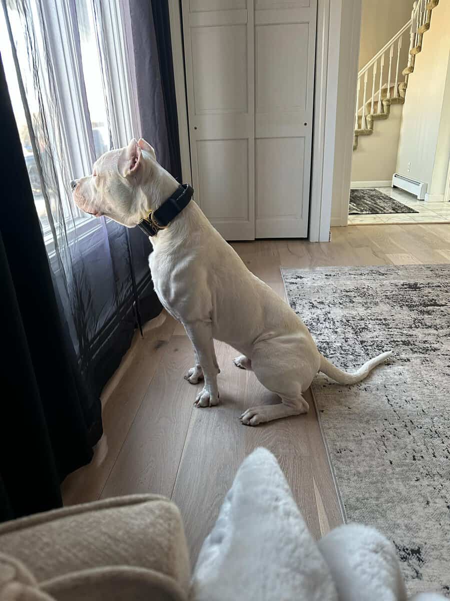 Akc dogo argentino puppies image 16