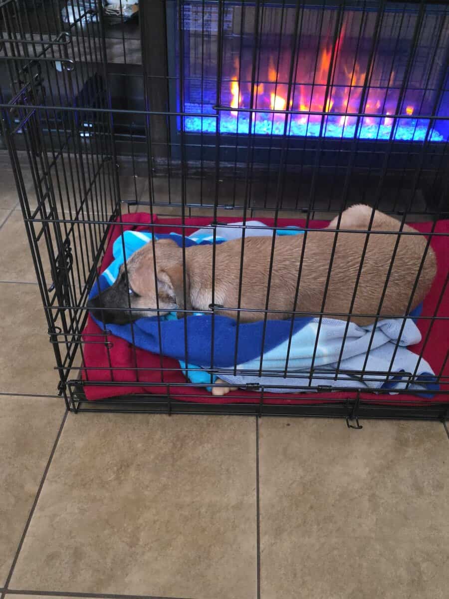 10 Week Old Puppy image 2