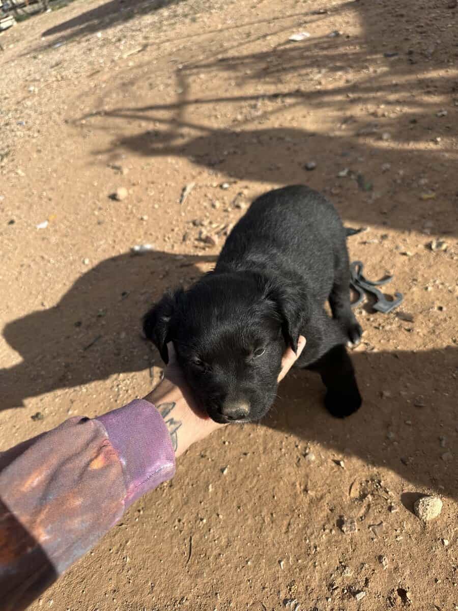 Bull terrier/pitbull/blue heeler mixed pups image 9