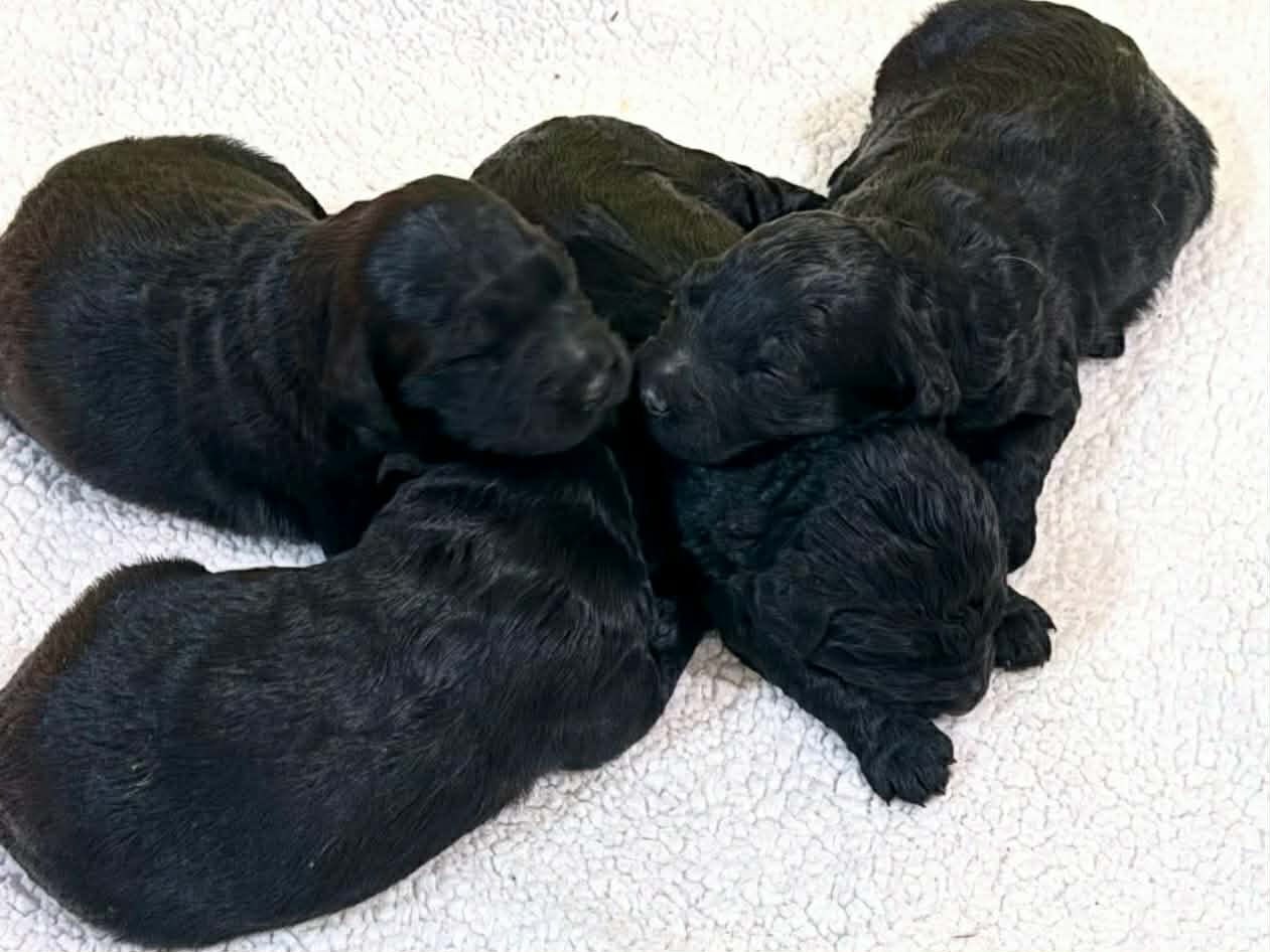 Labradoodle Standard image 3