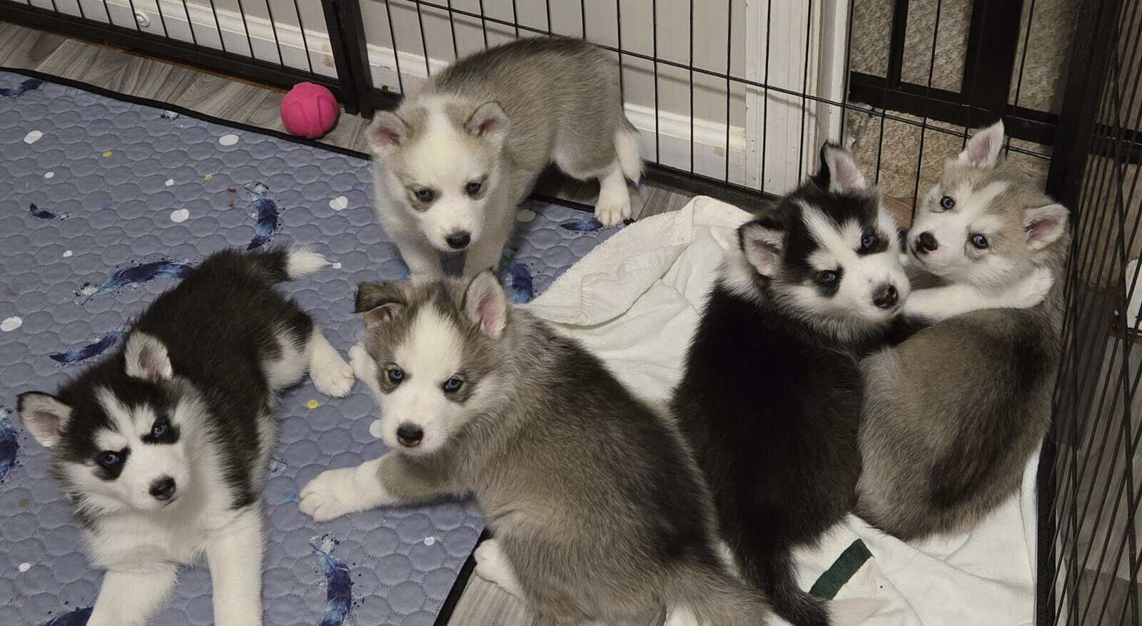 Siberian Husky Puppies image 1
