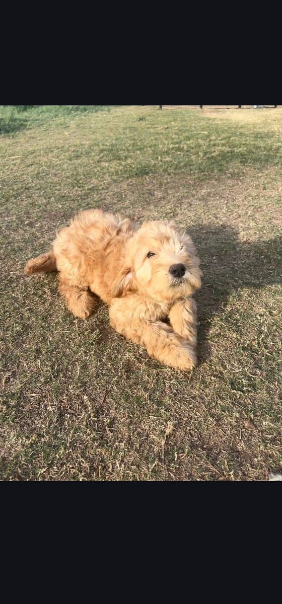 Sushi - Home raised Female F1B Goldendoodle image 1