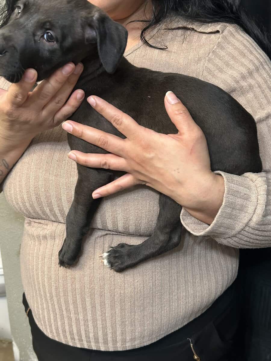 Pitbull puppies 8weeks image 10