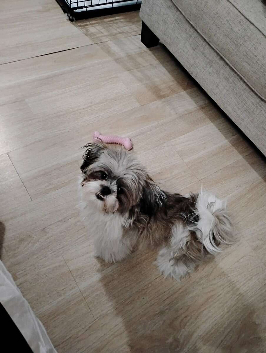 Shih Tzu For Sale image 2