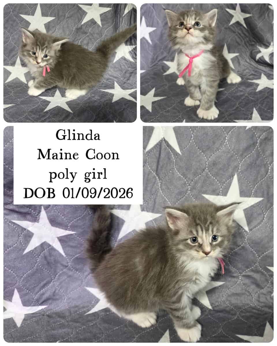 Maine Coon kittens image 4