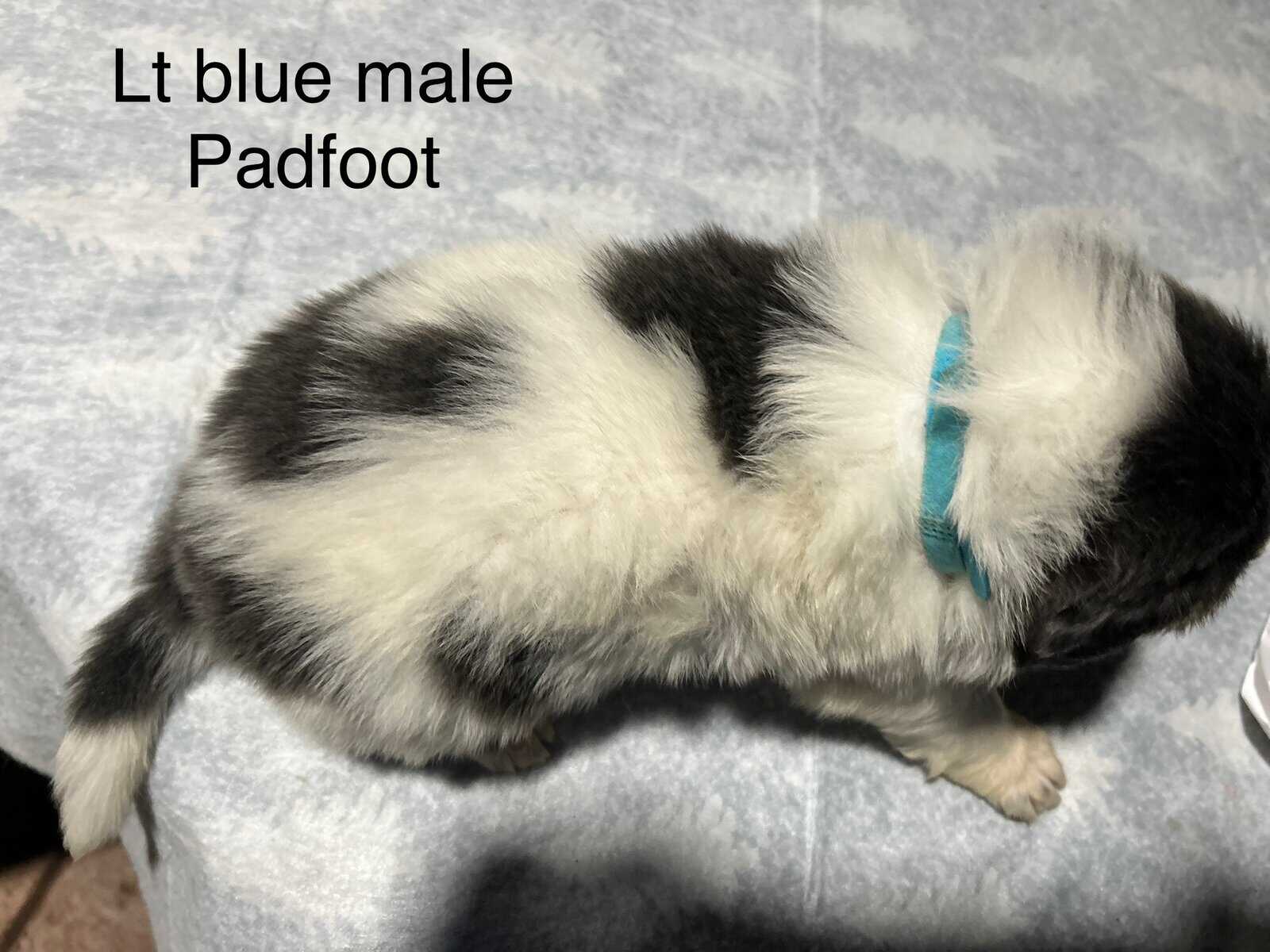 Newfoundland x Great Pyrenees image 12