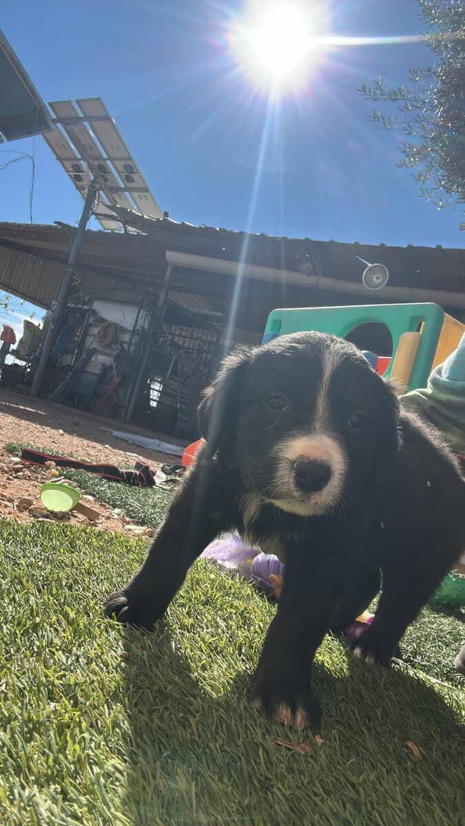 Bull terrier/pitbull/blue heeler mixed pups image 10
