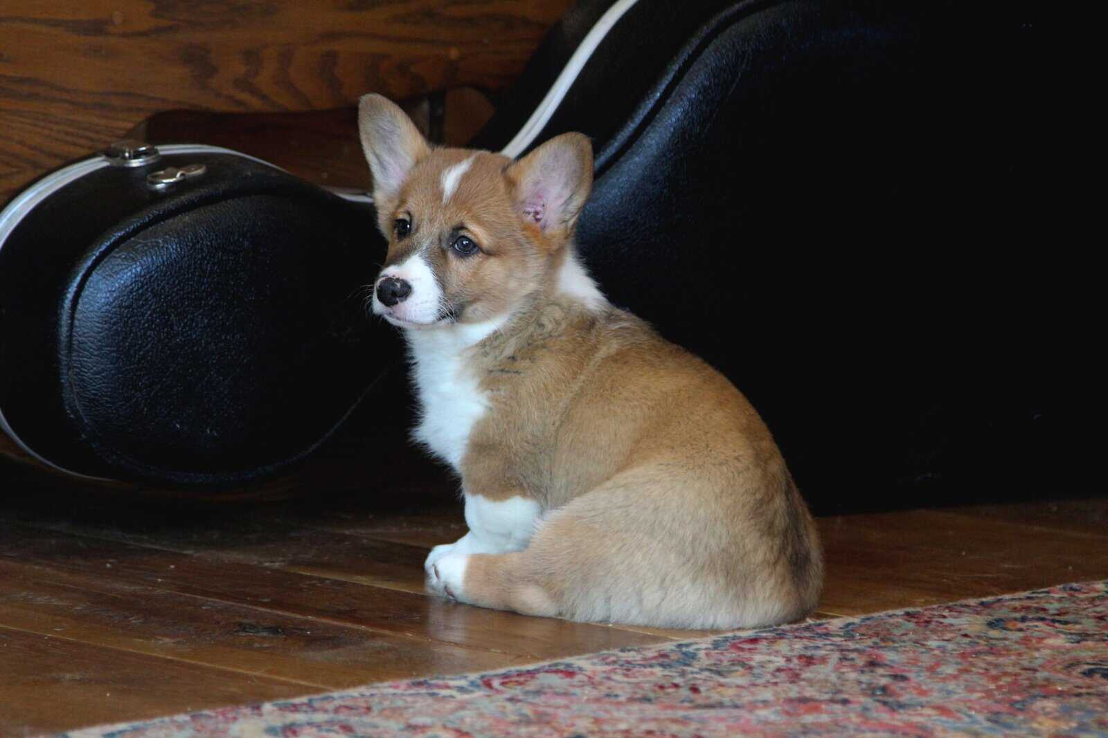 Johnny - Pembroke Welsh Corgi Puppy image 15